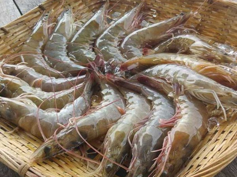 Bí Kíp Làm Tôm Hấp Bia Ngon Đơn Giản Như Nhà Hàng 4 Bí kíp chọn tôm tươi sống làm tôm hấp bia